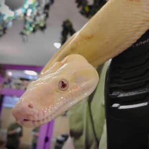 A close-up of a large albino snake's face