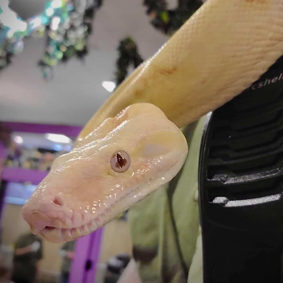 large-albino-snake-close-up