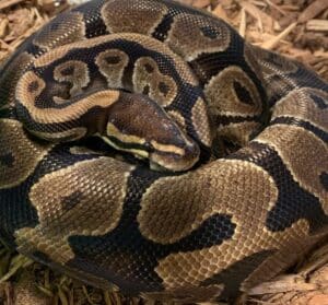 Closeup of a coiled brown and black ball python.