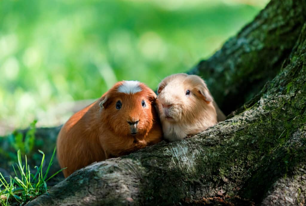 Two Guinea pigs for a walk in the Park