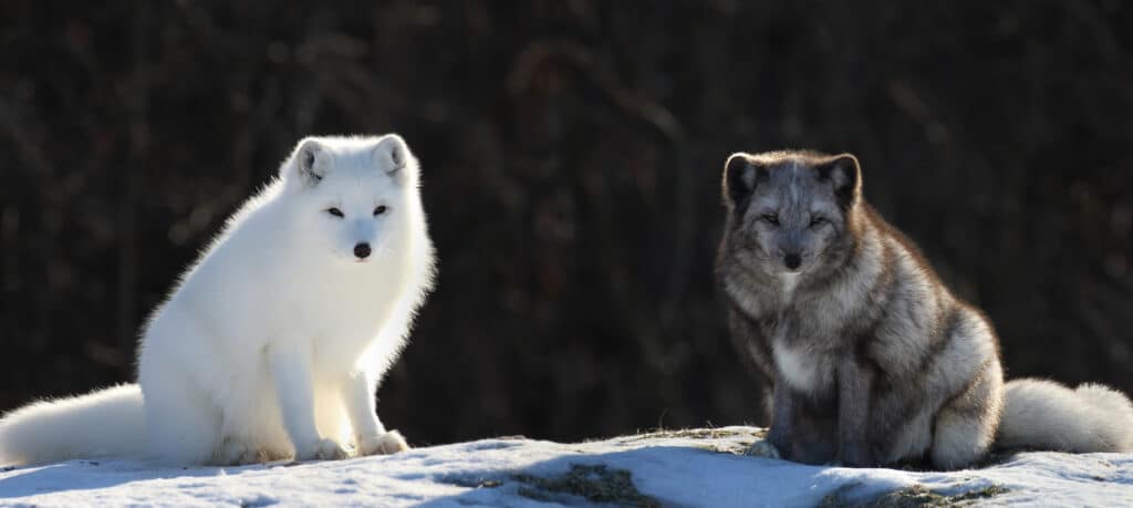 Arctic Foxes, one with a white winter coat and one with a summer dark coat. 