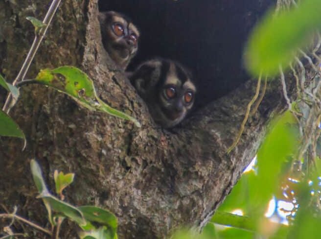 Night monkeys at Cuyabeno Wildlife Reserve, Amazonia, Ecuador