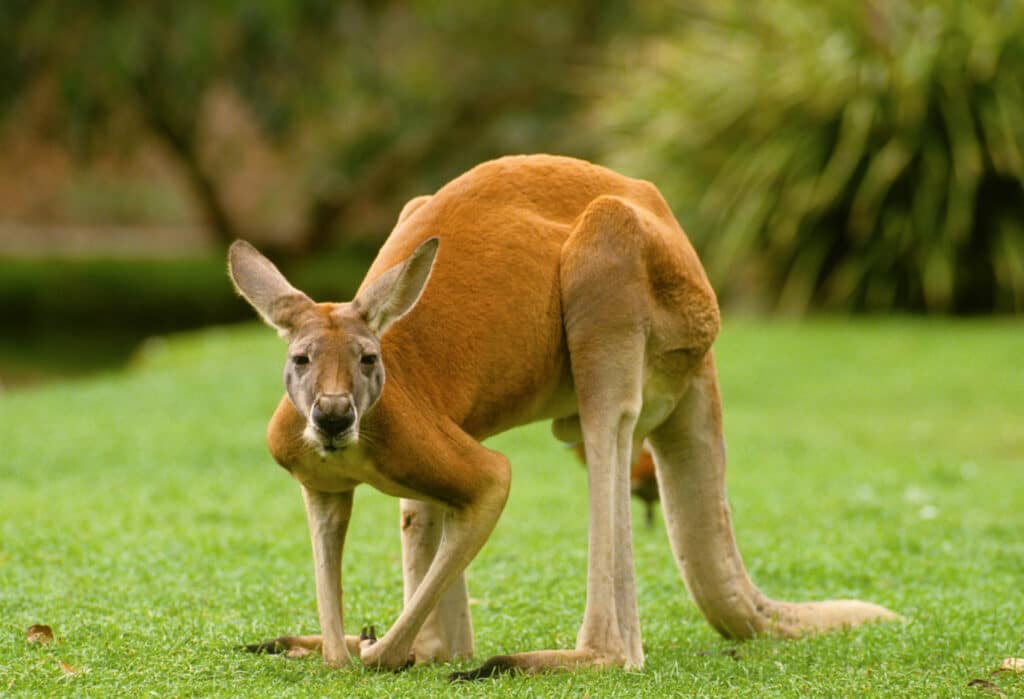 Red kangaroo