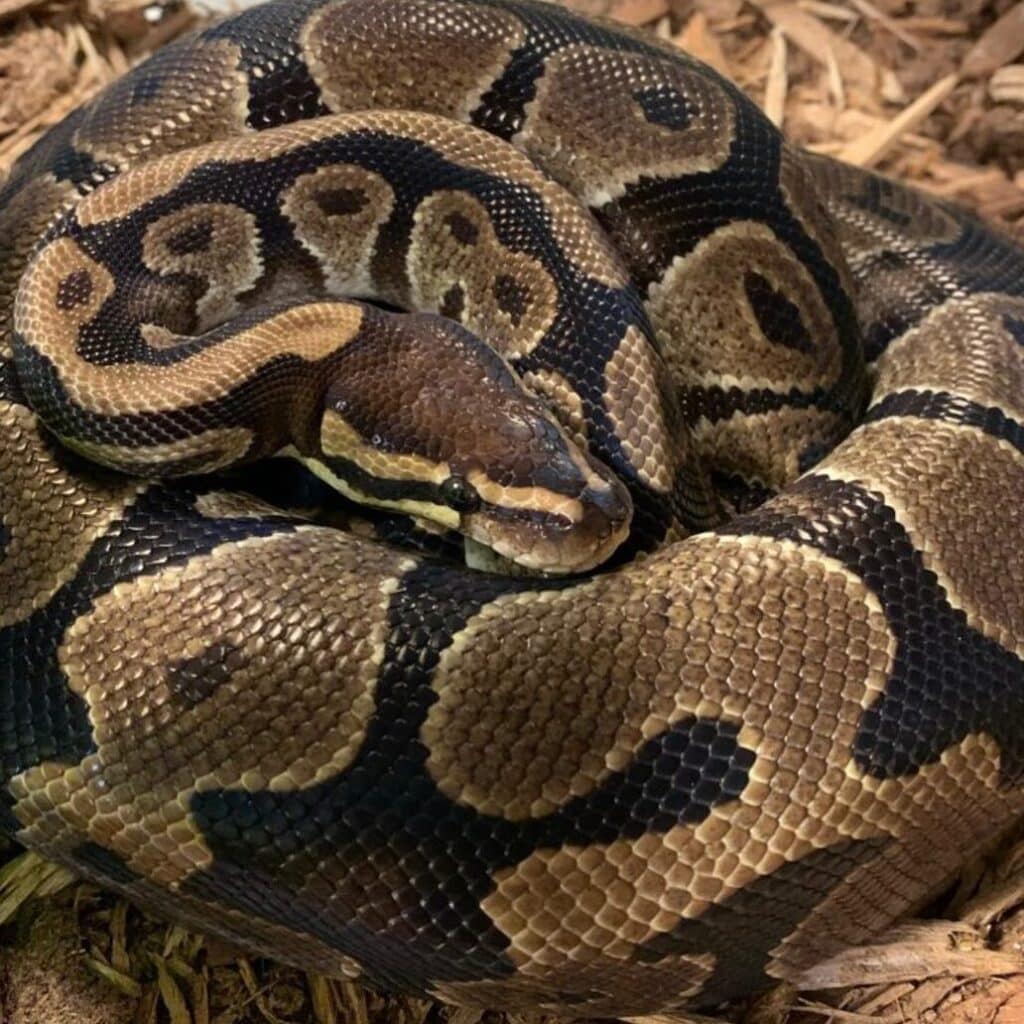 close-up-of-coiled-ball-python