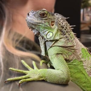 Green iguana perched on a guest's shoulder.