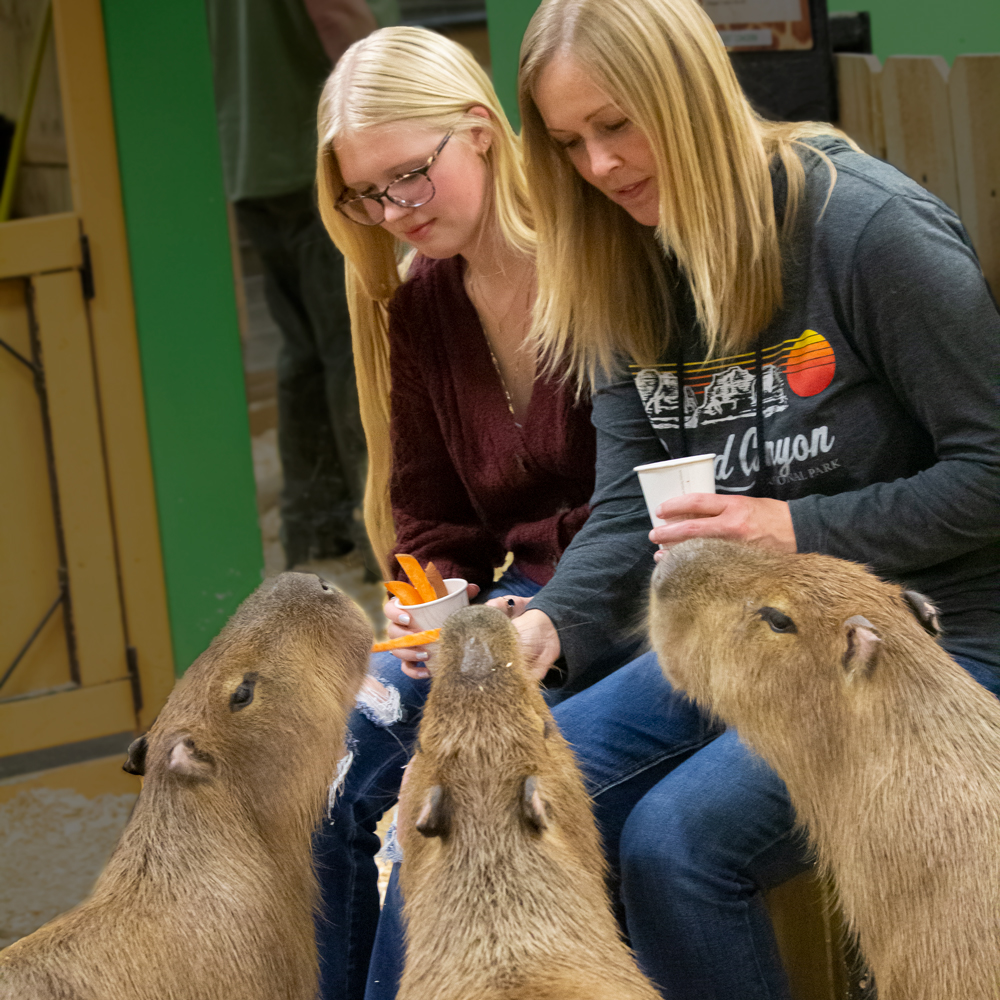 Capybara hand feeding experience