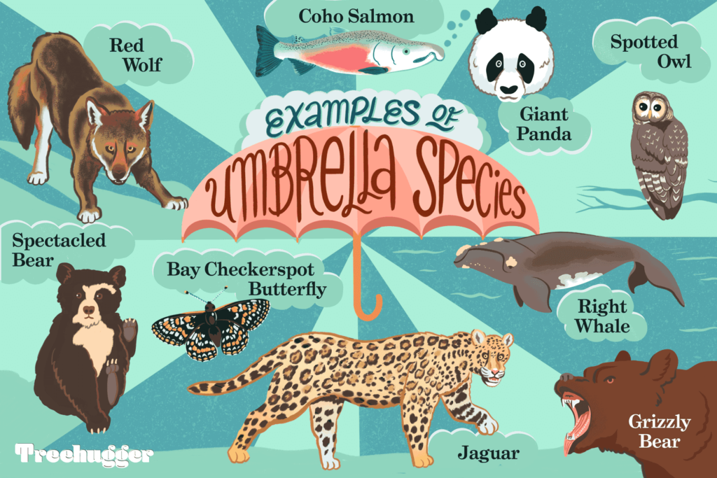 Examples of Umbrella Species