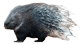 African Porcupine