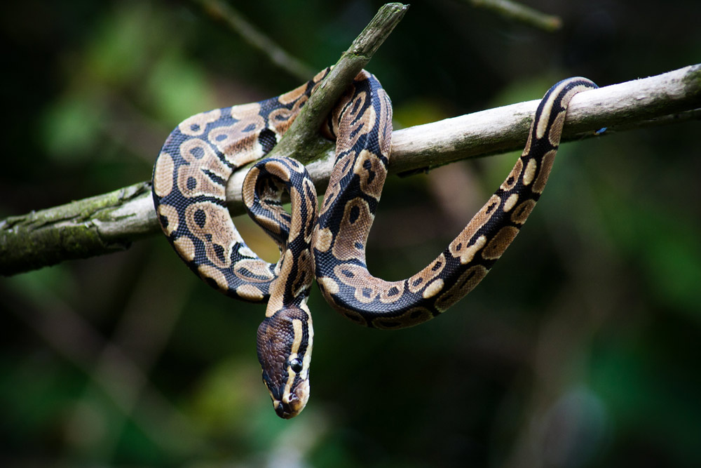 Ball python wrapped on a branch