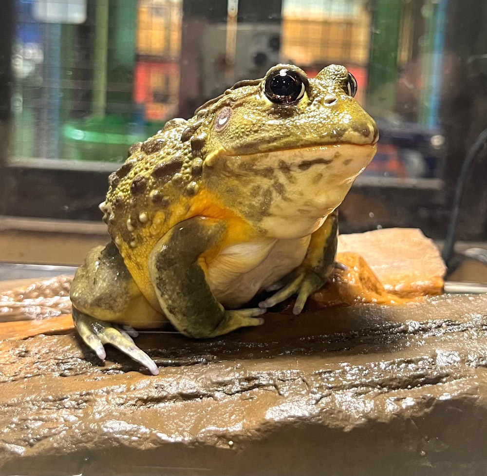 Pixie frog