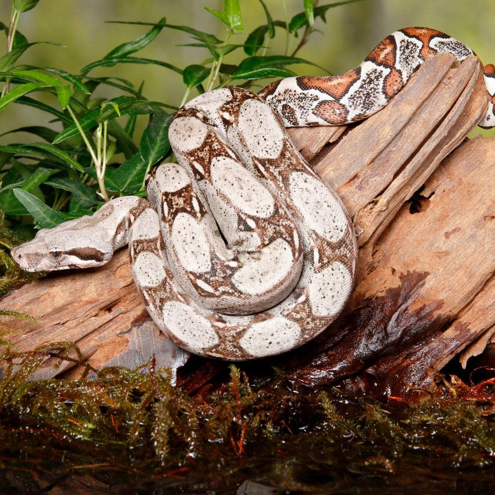 red-tailed boa constrictor