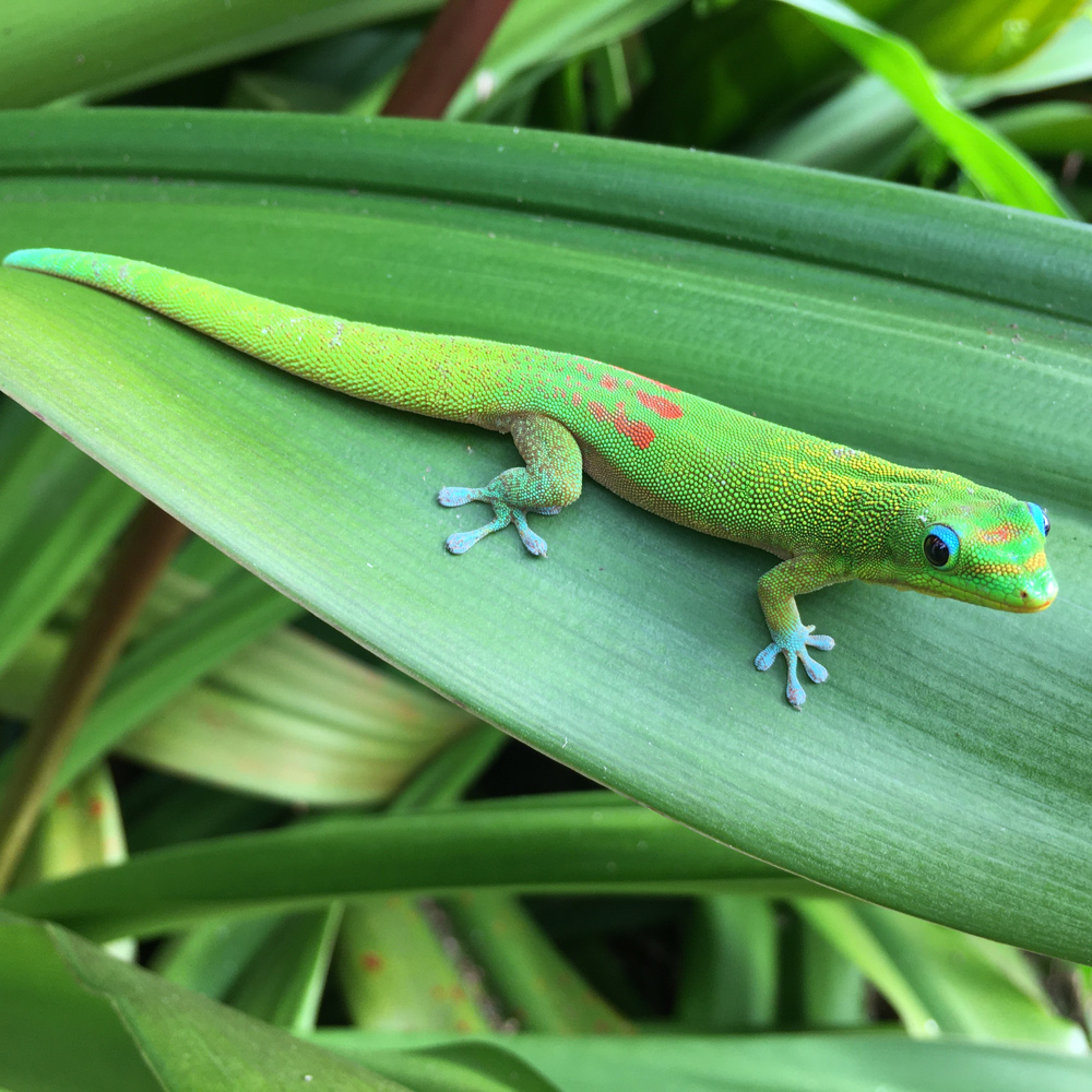 giant day gecko on leaf