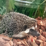 hedgehog in woodchip bedding