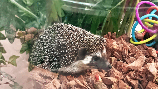 hedgehog in woodchip bedding