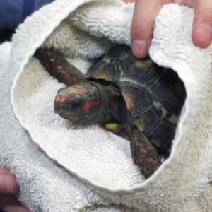 Tortoise holding