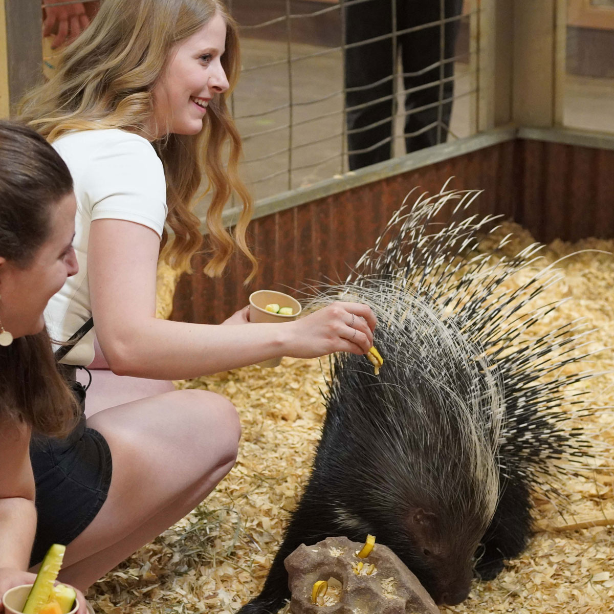 woman feeding an African porcupine