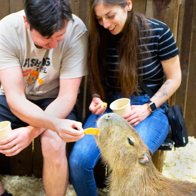 Man and woman feeding a capybara by hand