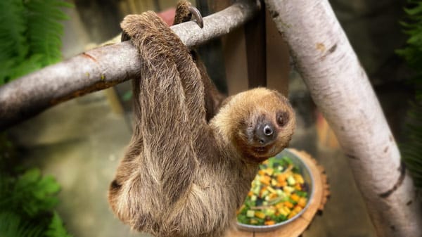 Sloth hanging from a branch with a bowl of food in the background