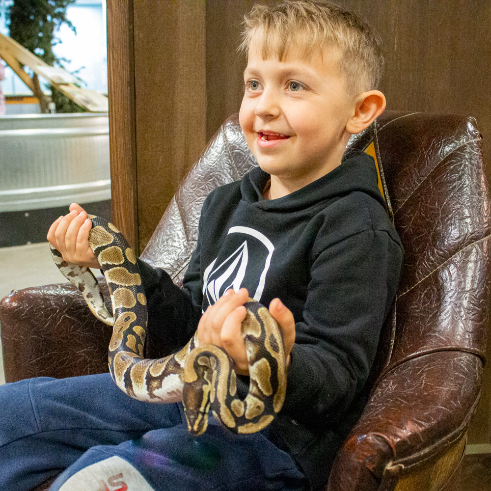 a young boy holding a small ball python - small snake holding at Sustainable Safari