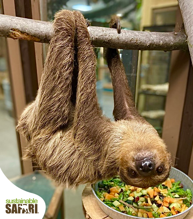 two-toed sloth hanging from a branch with a large bowl of fruits, veggies, and greens in the background