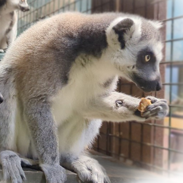 lemur perched with food in its hand