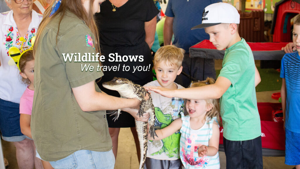 Text "Wildlife Shows We travel to you!" A safari guide presenter holding a young alligator with three children pettings its back with a group of onlookers