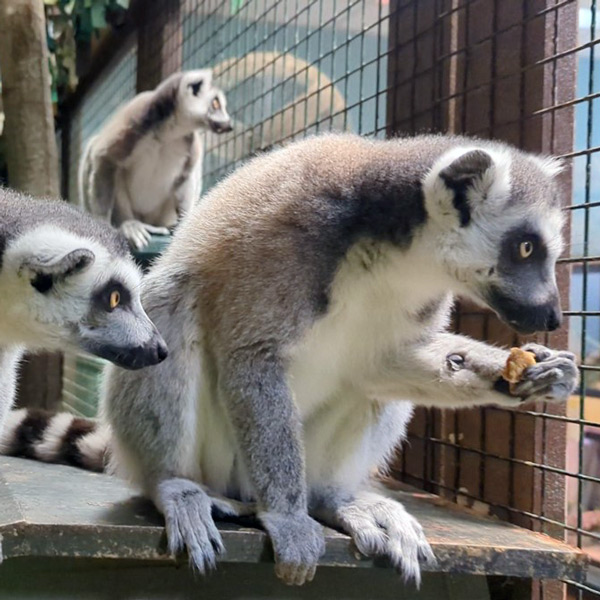 three lemurs watching, one with a snack in its hand