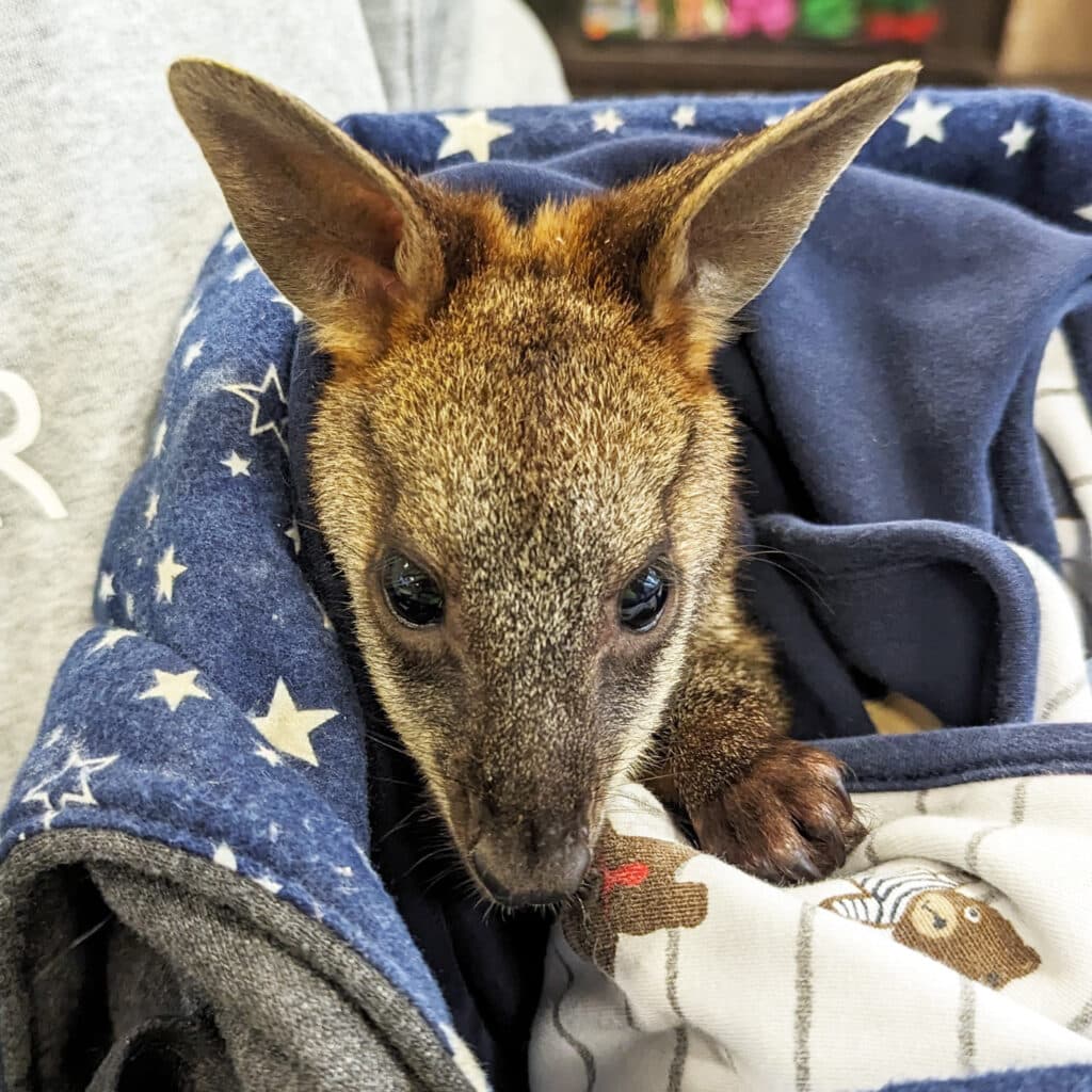 Wesley the Wallaby Sustainable Safari