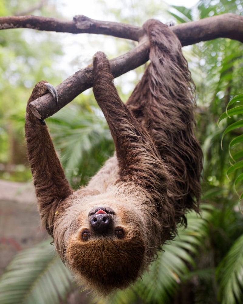 two-toed sloth hanging from branch