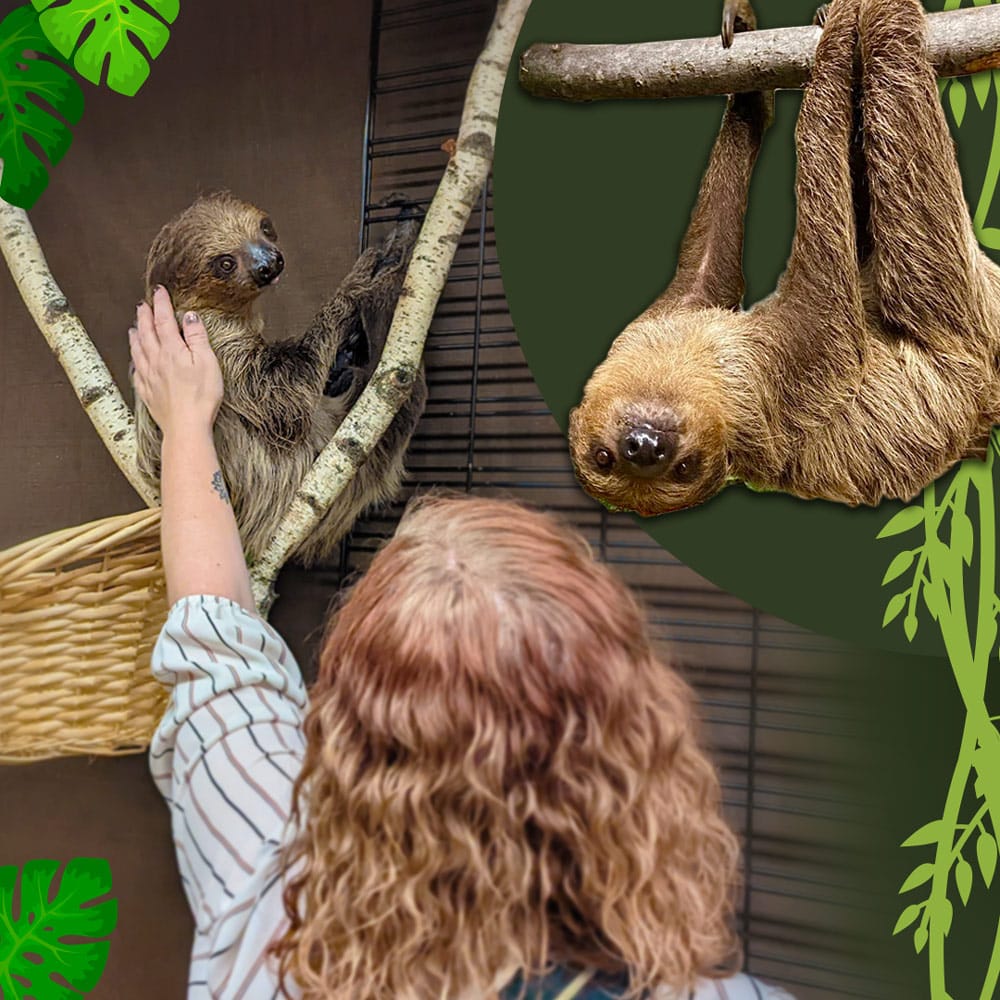Woman petting a sloth