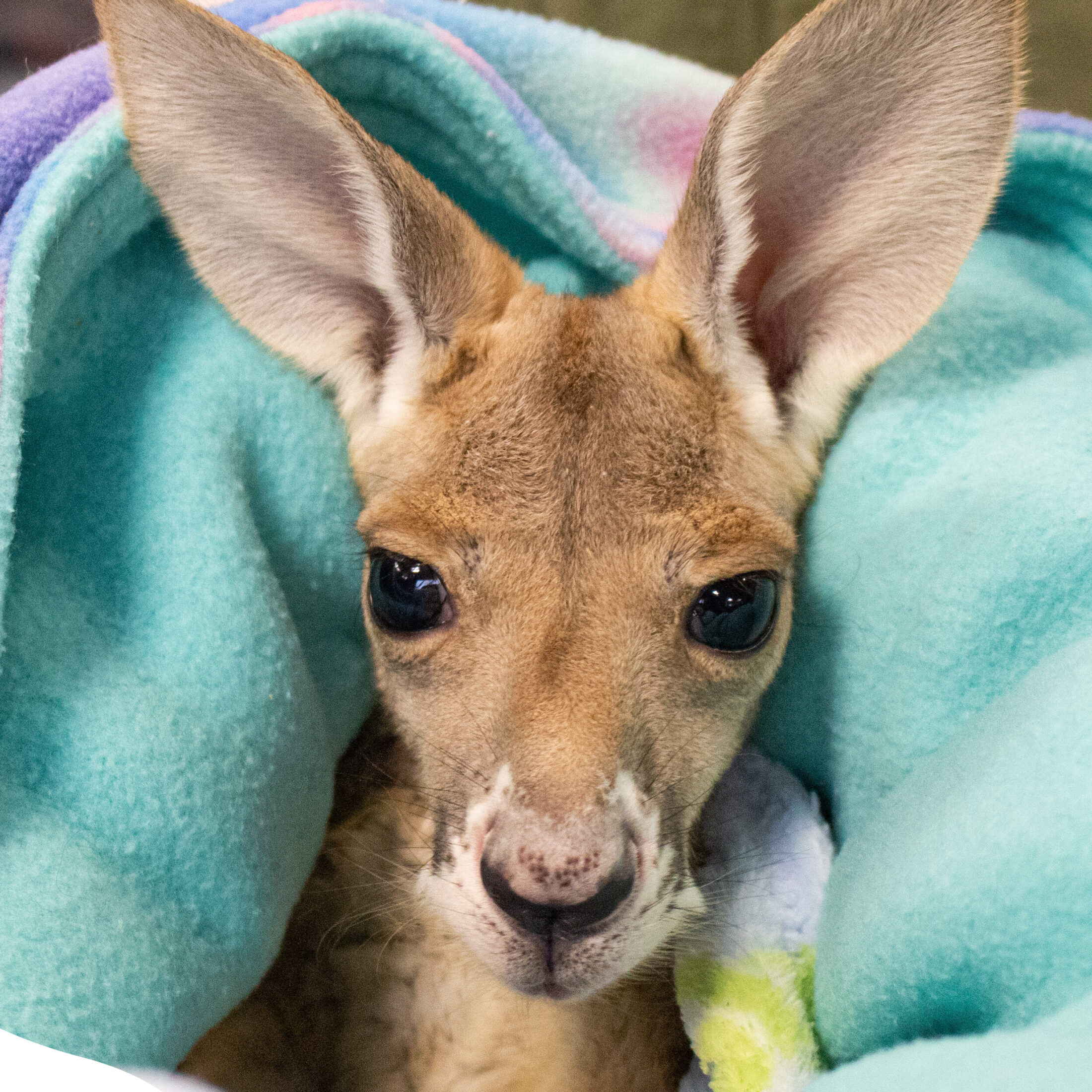 Kangaroo cuddle