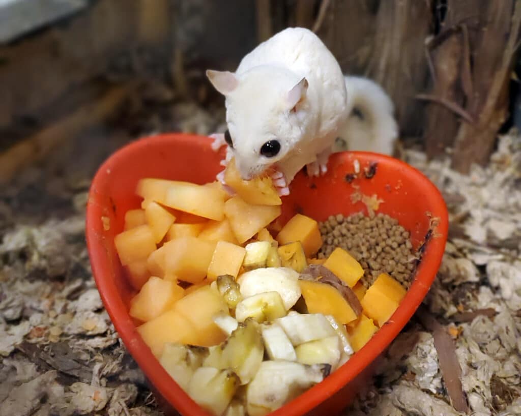 Sugar glider eating from a heart-shaped bowl