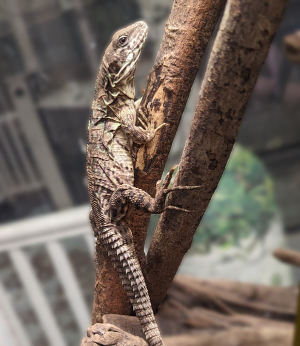 club-tailed iguana on a branch