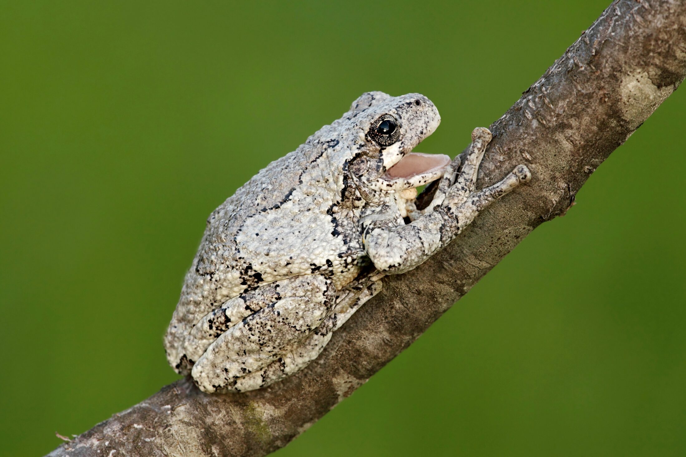 gray tree frog