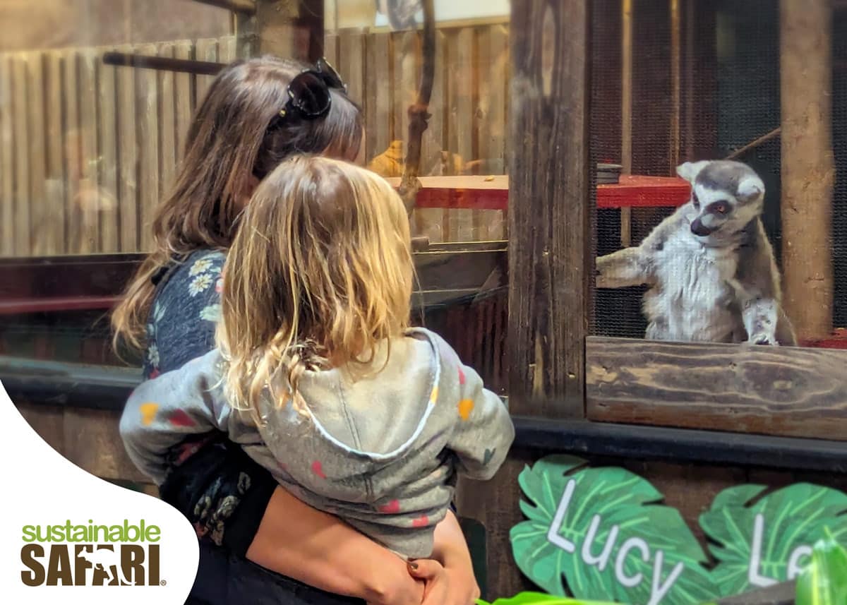 Woman holding a little girl viewing a ring-tailed lemur through a mesh-screen, brown wooden exhibit