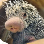 close-up view of a prehensile-tailed porcupine. It has black and white quills with a large round and pink nose.