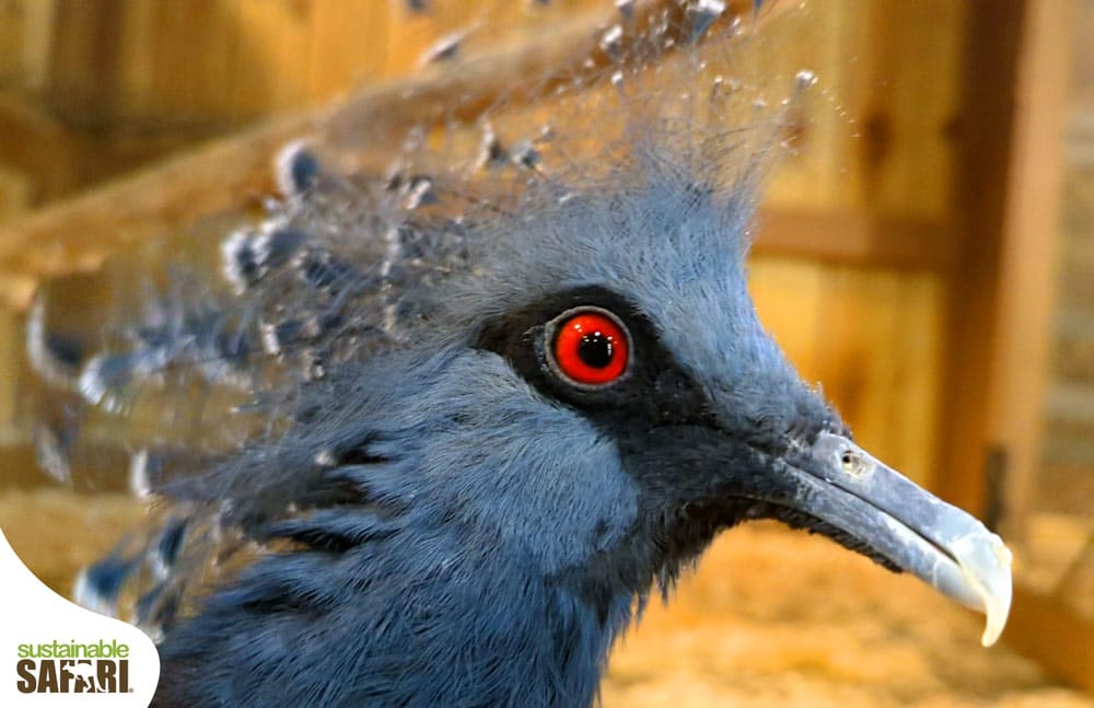 Victoria-crowned pigeon. It has red eyes, a long slender beak and a crest of feathers on its head.