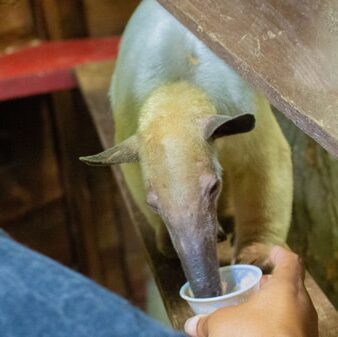 anteater experience