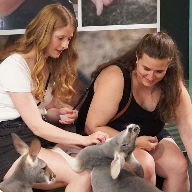 kangaroo experience, two women petting kangaroos while a safari guide watches them