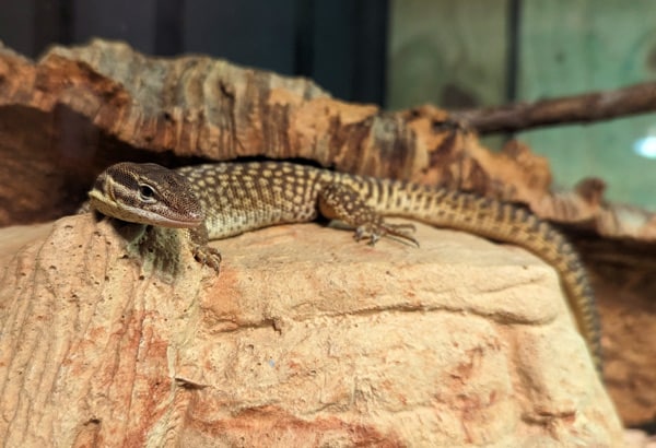 ackie monitor lizard sitting on a rock