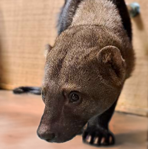 tayra - a dog-like brown animal