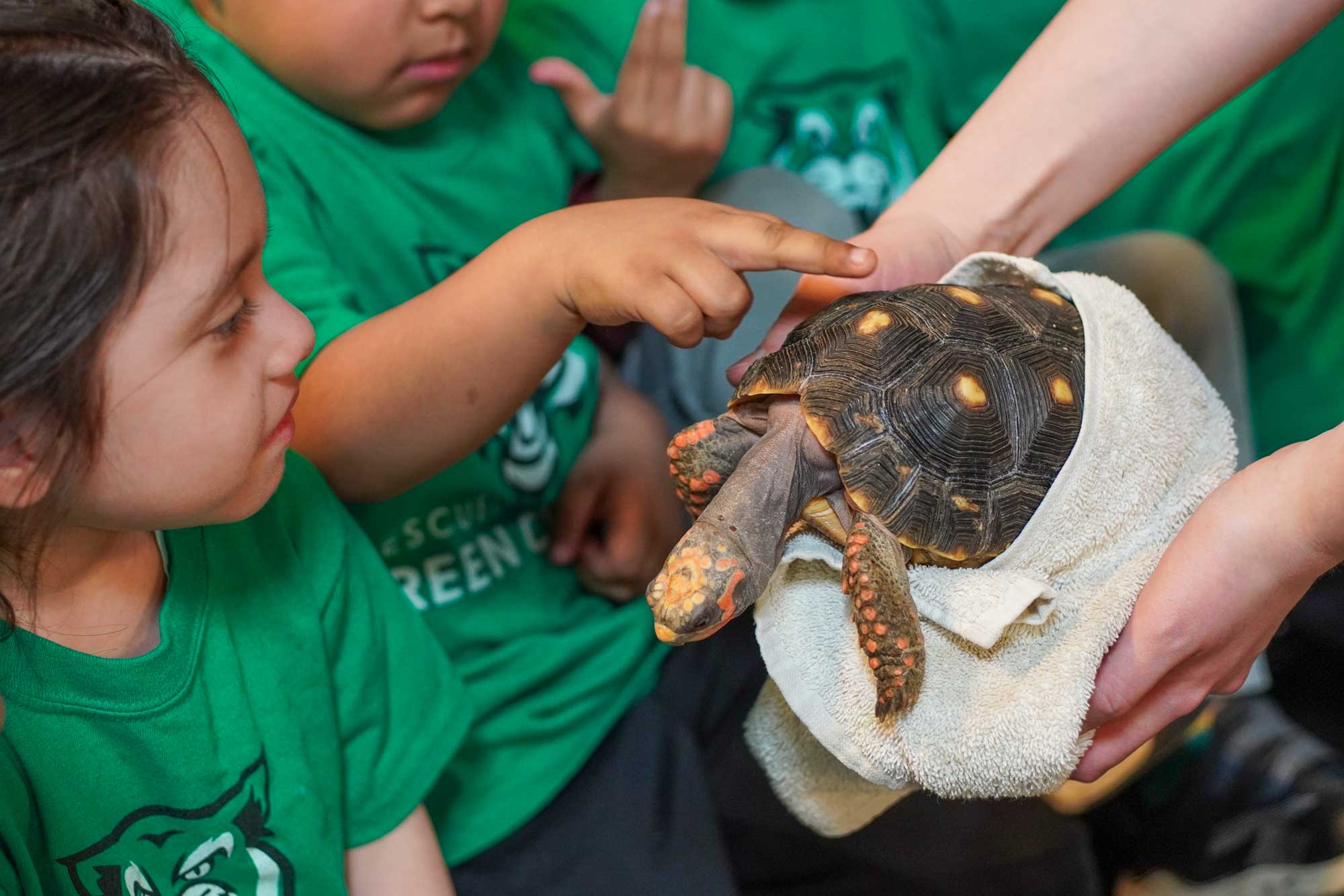 children looking at a tortoise up close