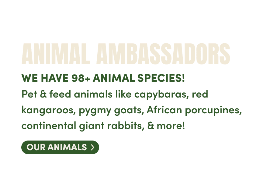 Animal Ambassadors
We have 98+ Animal Species! 
Pet & feed animals like capybaras, red kangaroos, pygmy goats, African porcupines, continental giant rabbits, & more!
check out our animals