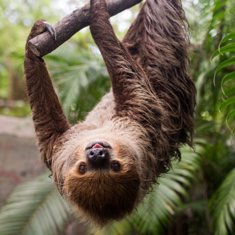 two-toed sloth