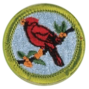 Bird Merit Badge