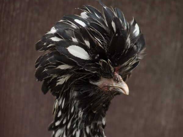 Polish hen