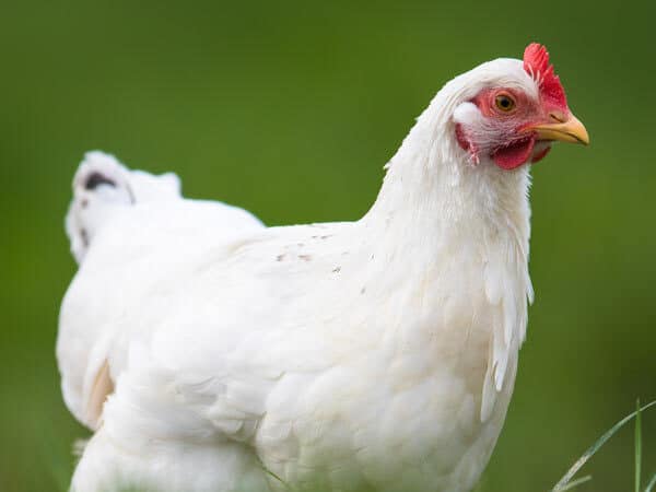 leghorn chicken