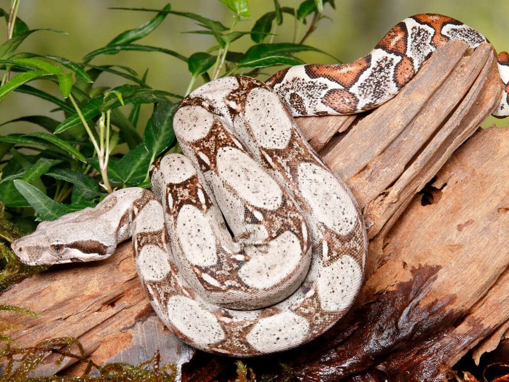 red-tailed boa constrictor