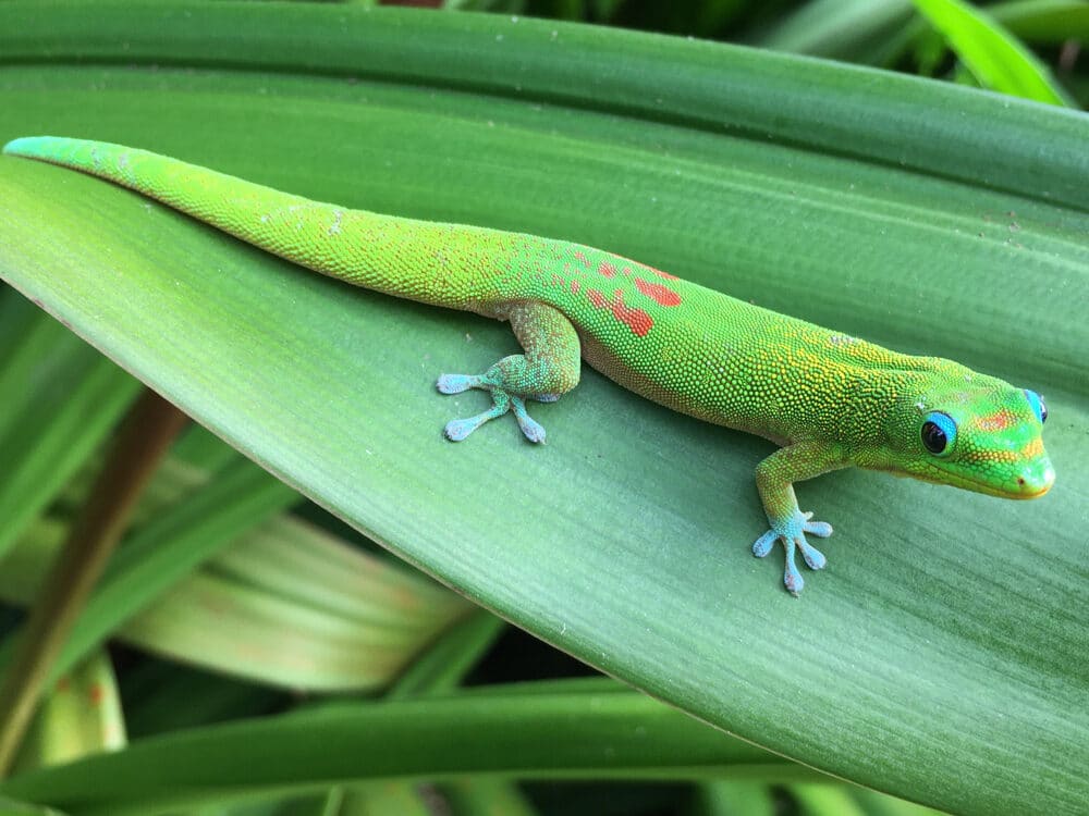giant day gecko on leaf