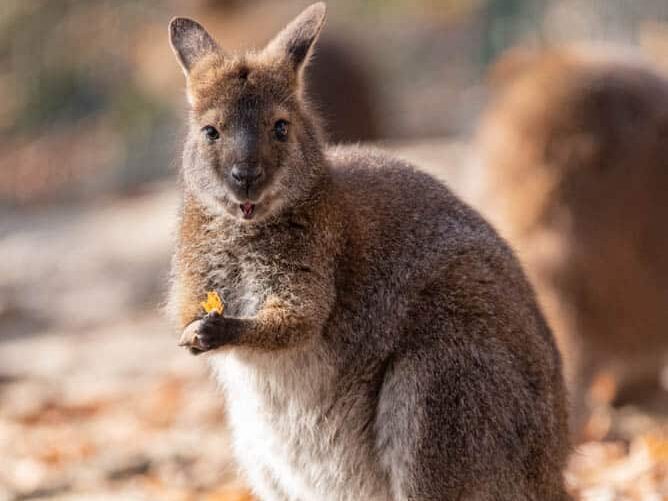 Wallaby
